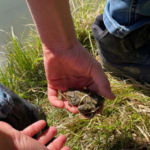 Frosch 5