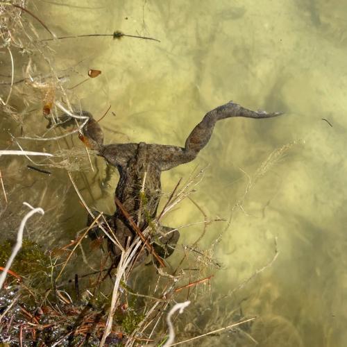 Frosch 8